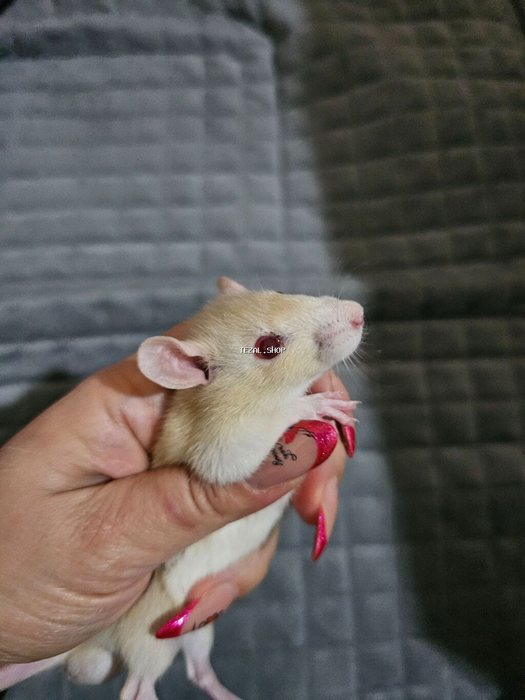 Декоративные крыски. 2 мальчика. Хаски- Дамбо и персиковый-Дамбо