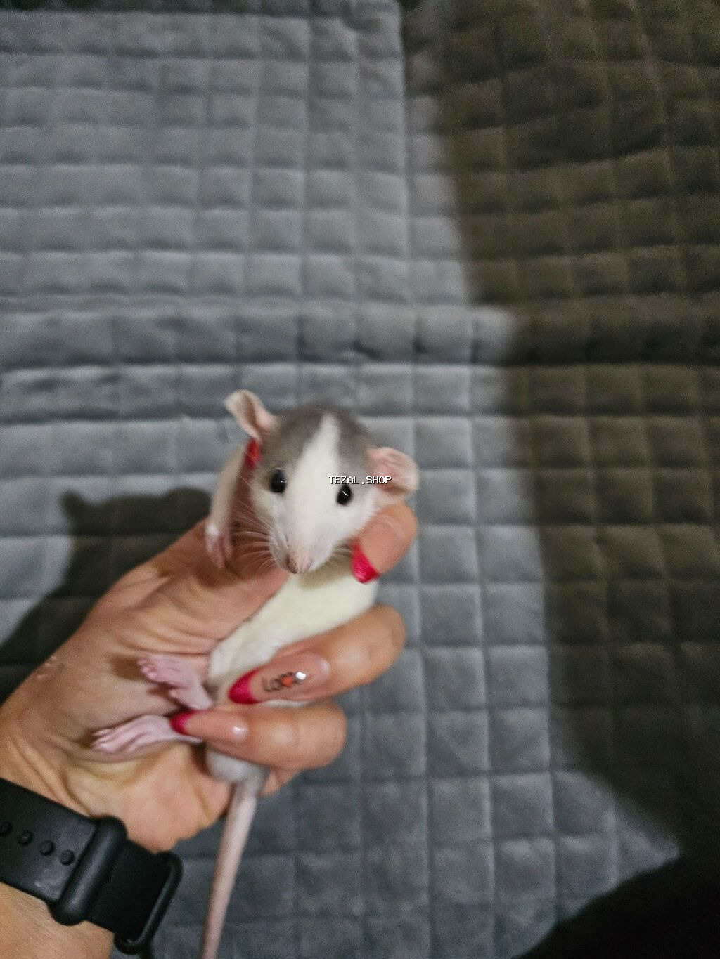 Декоративные крыски. 2 мальчика. Хаски- Дамбо и персиковый-Дамбо - şəkil 2