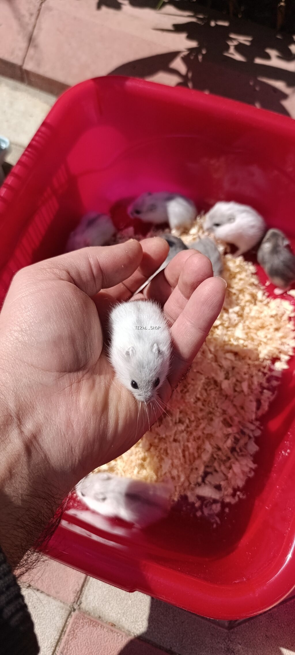 Yeni qəfəs😍 2xomyak ağ və boz🥰 qəfəsin içində Fırlanan çarxı🤩 Su