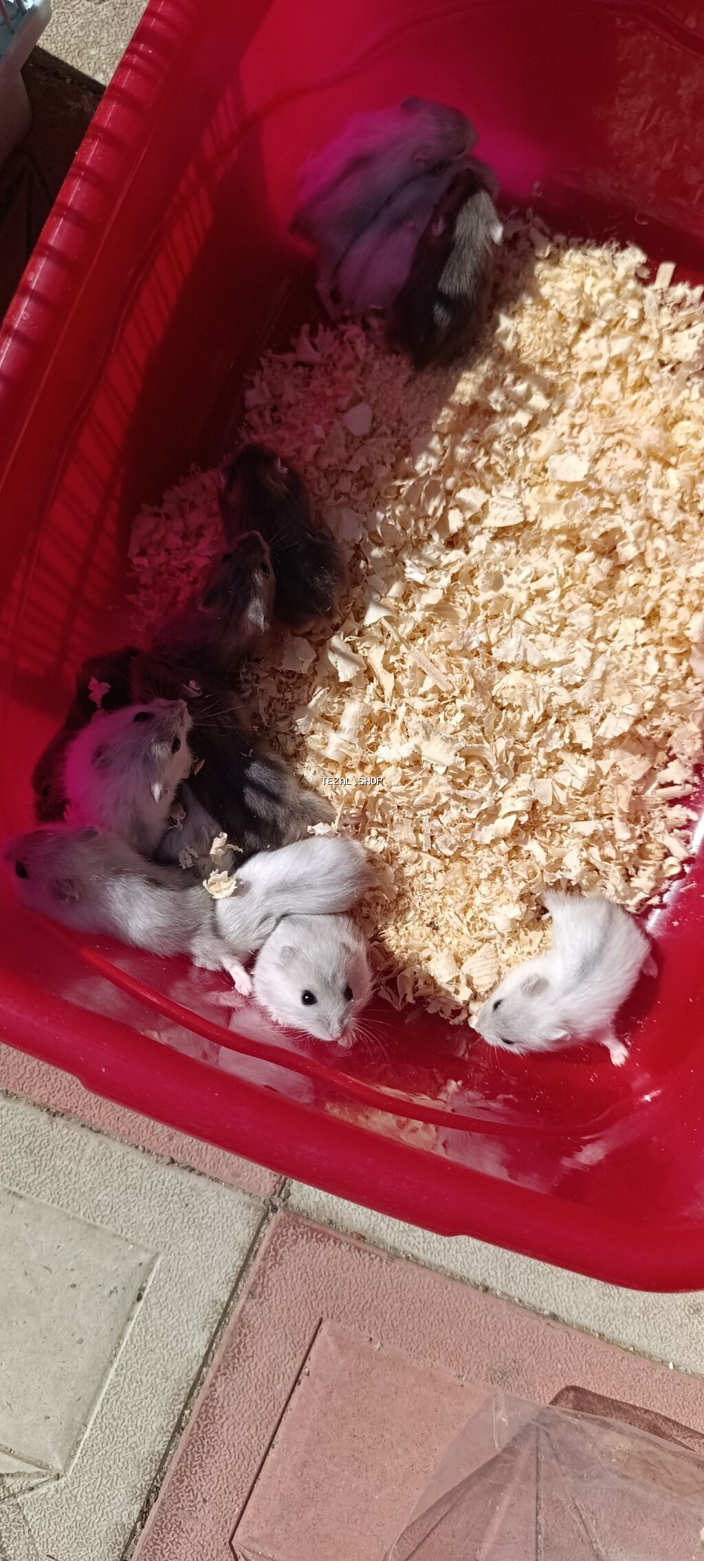 Yeni qəfəs😍 2xomyak ağ və boz🥰 qəfəsin içində Fırlanan çarxı🤩 Su - şəkil 2