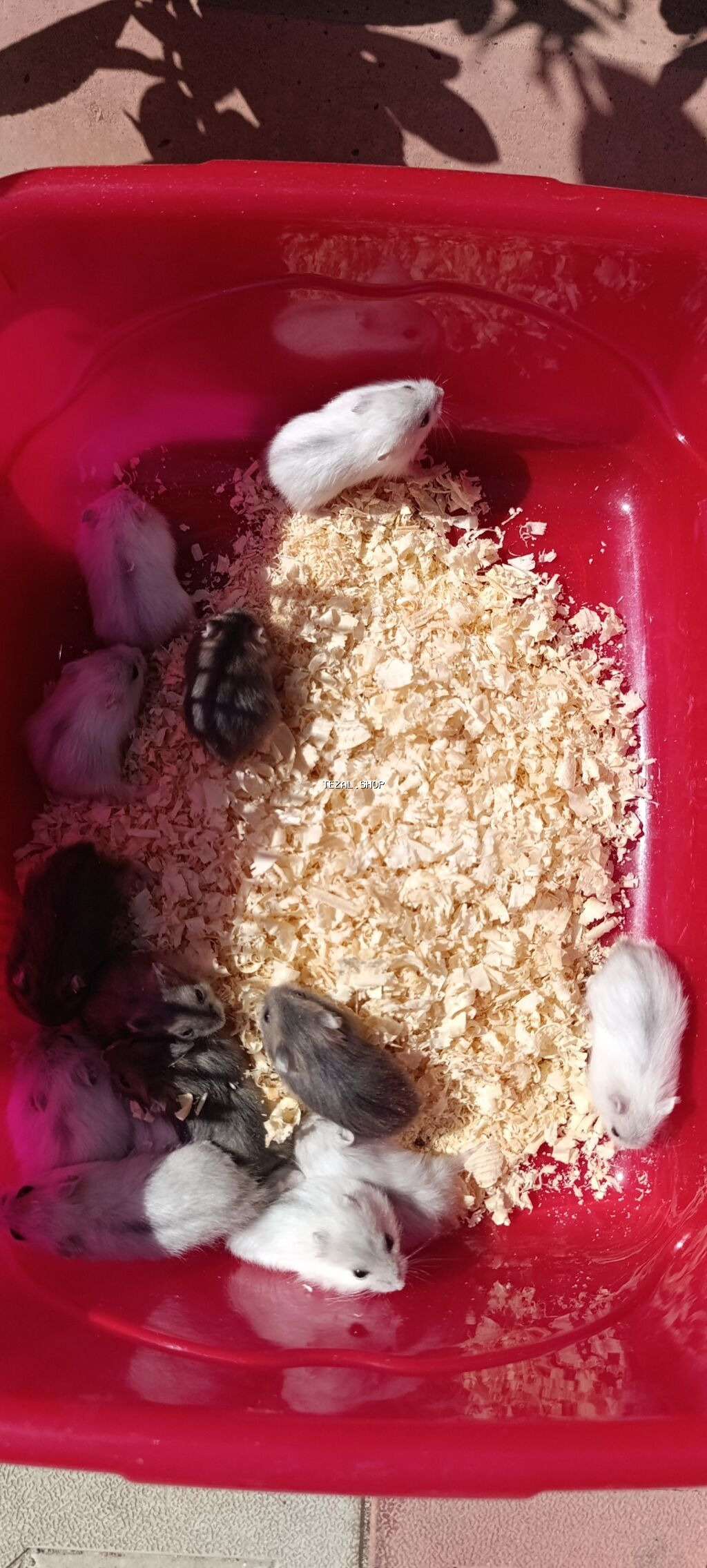 Yeni qəfəs😍 2xomyak ağ və boz🥰 qəfəsin içində Fırlanan çarxı🤩 Su - şəkil 4