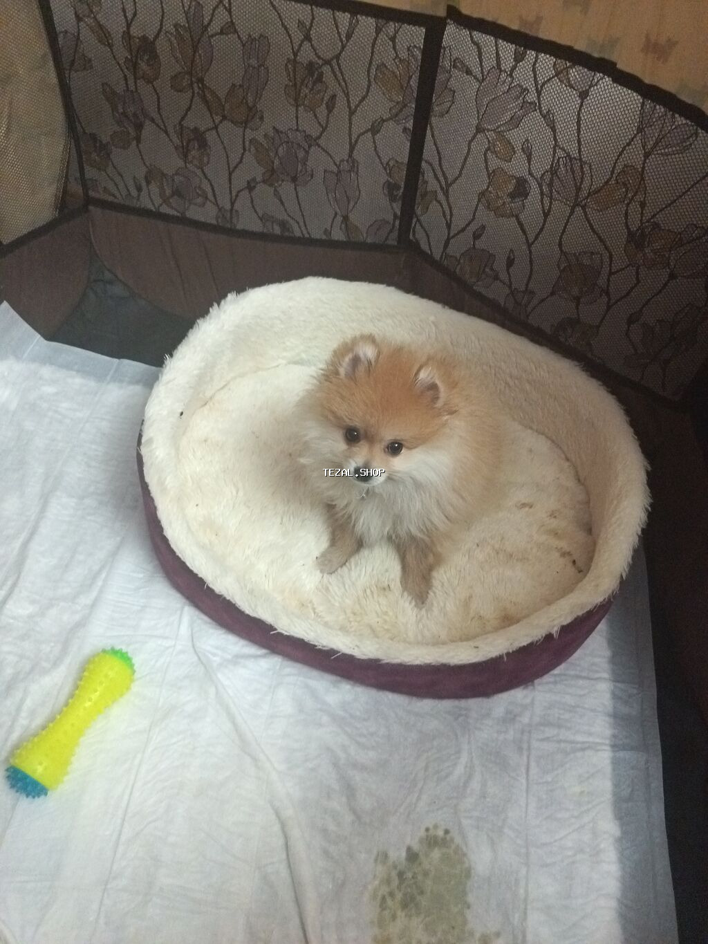 Şpitz, 3 ay, Erkek, Sənədli, Ünvandan götürmə