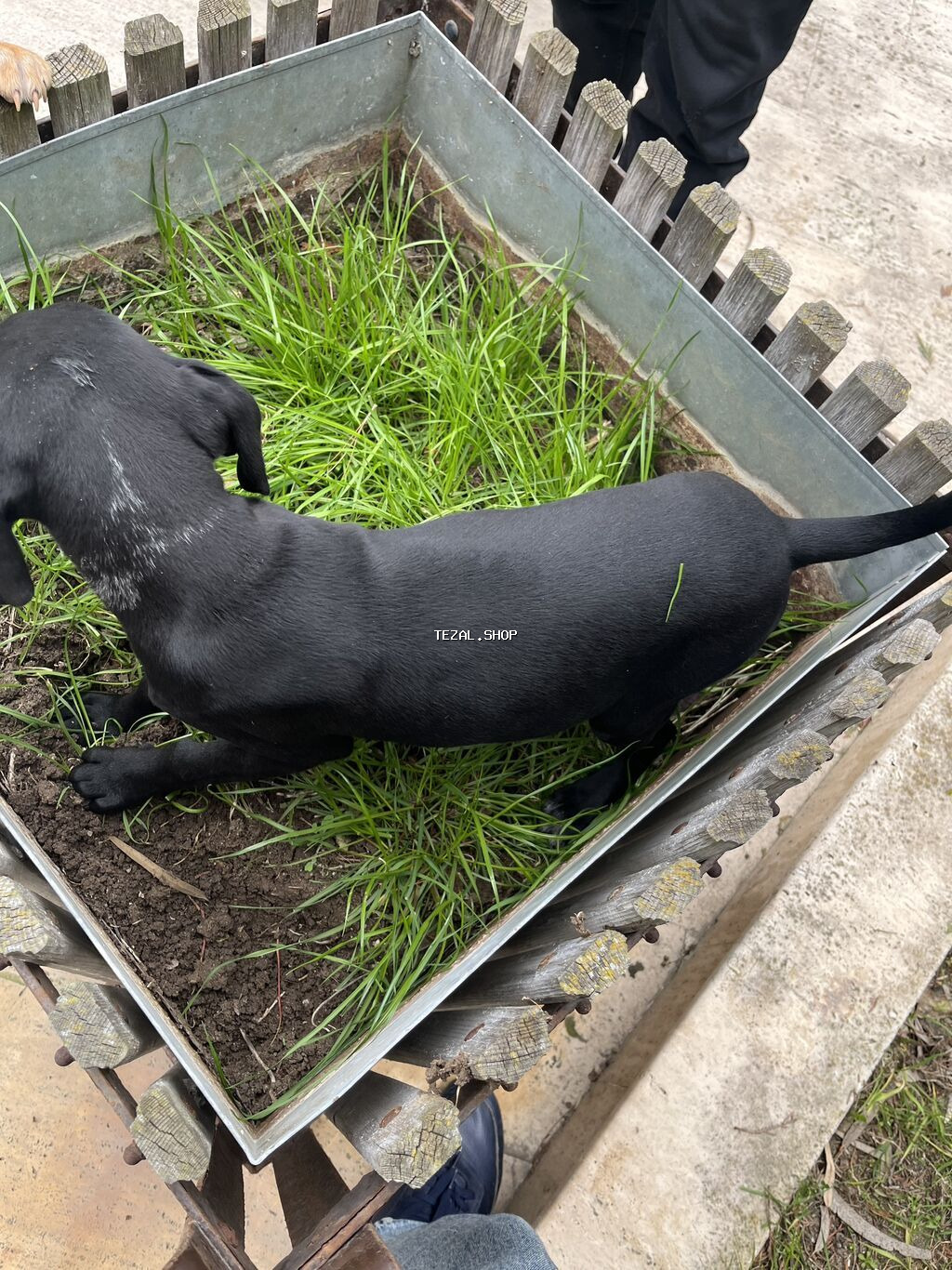 Kurtxar, 5 ay, Dişi, Peyvəndli