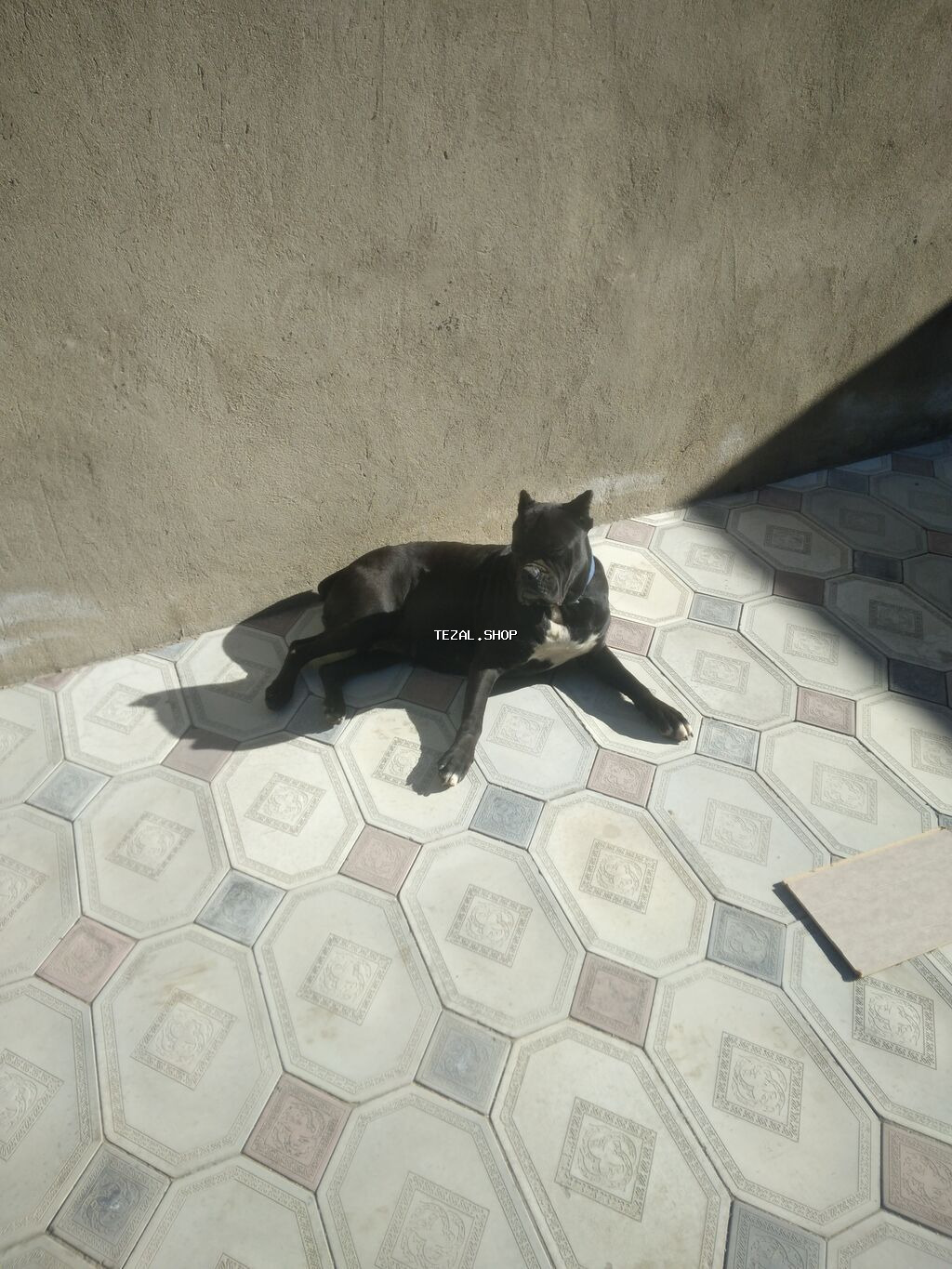 Kane-Korso, 1 il, Dişi, Ünvandan götürmə