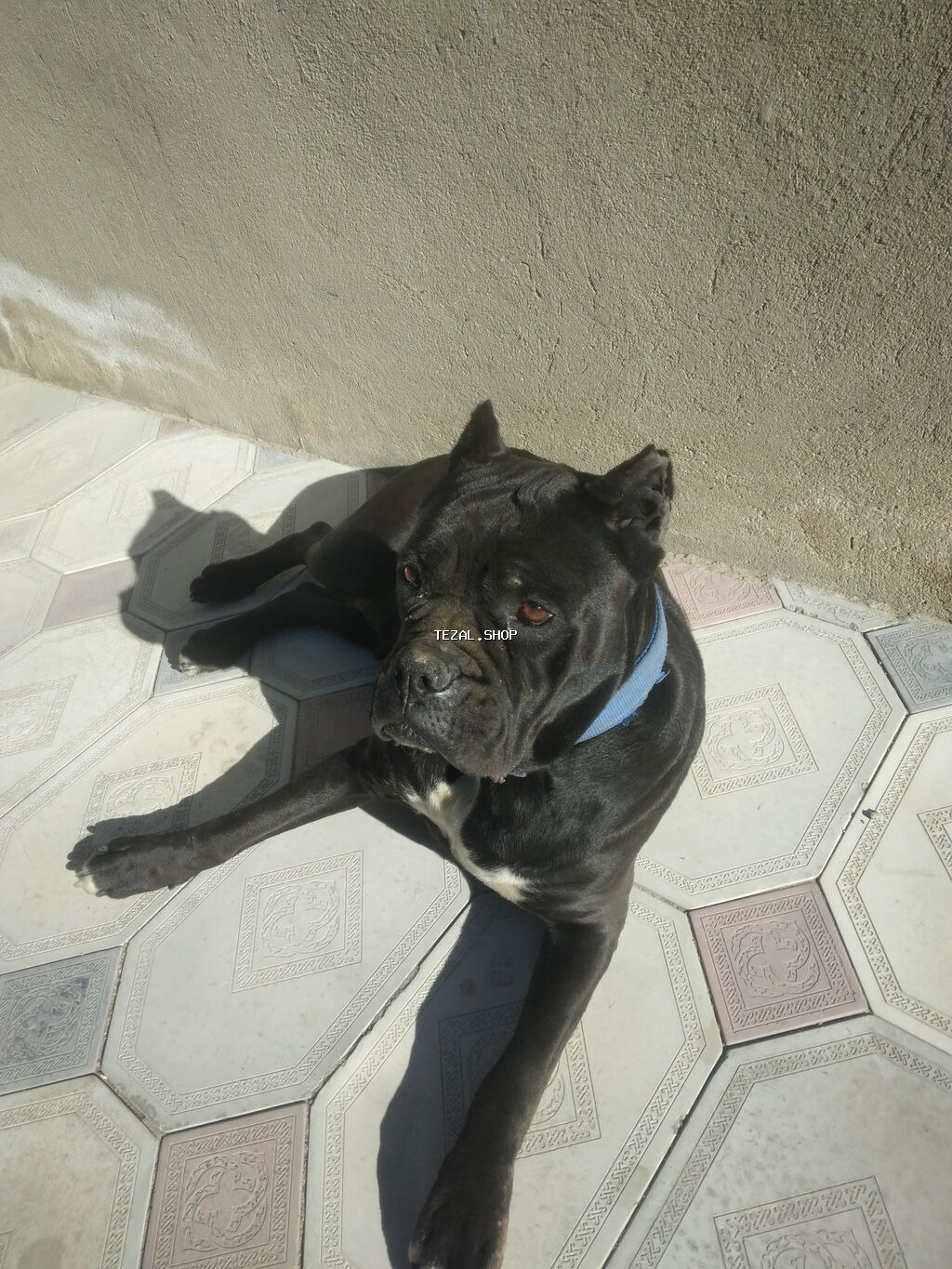 Kane-Korso, 1 il, Dişi, Ünvandan götürmə - şəkil 2