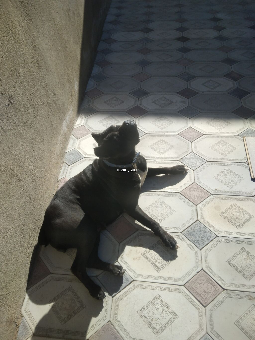 Kane-Korso, 1 il, Dişi, Ünvandan götürmə - şəkil 3