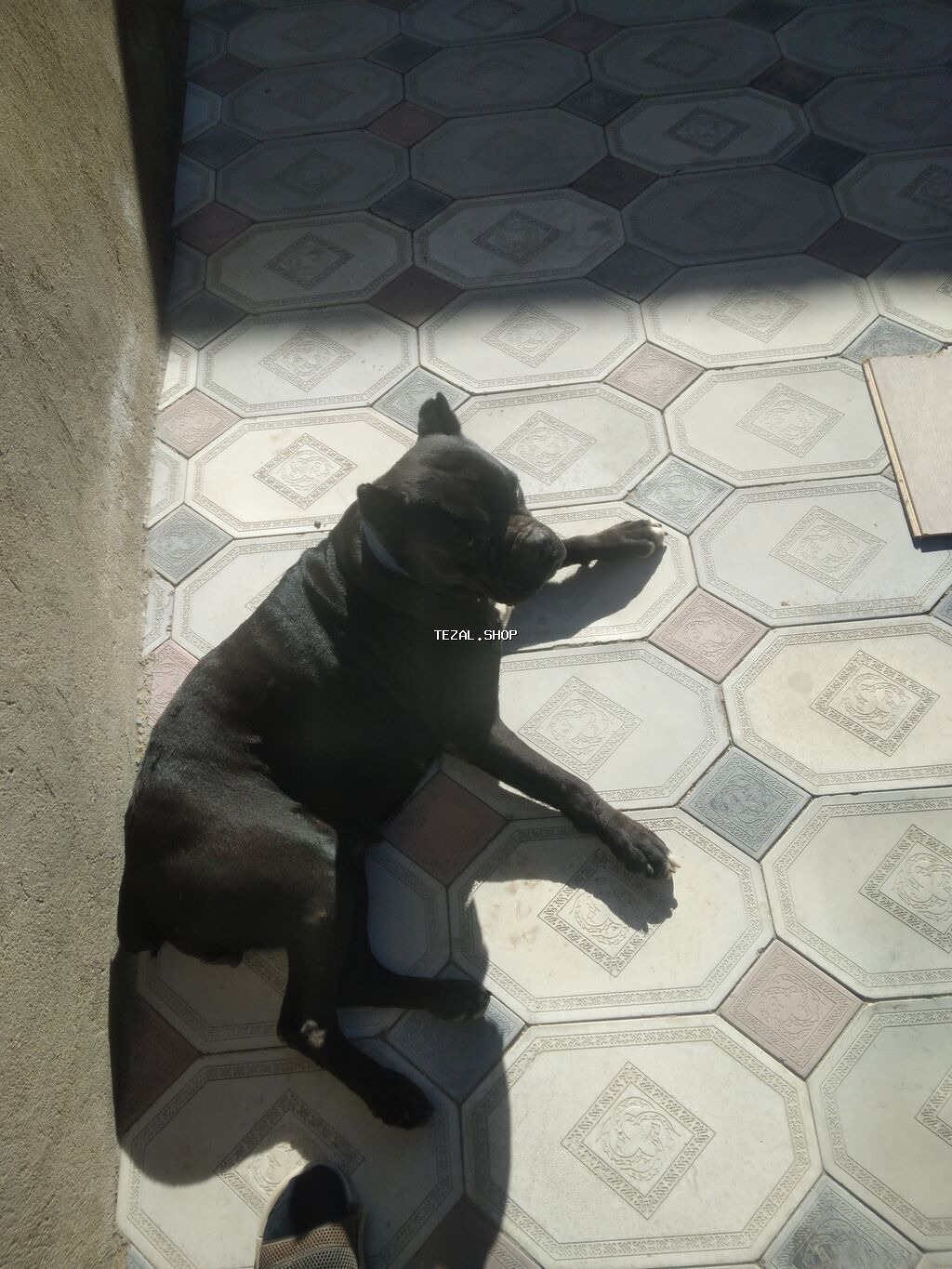 Kane-Korso, 1 il, Dişi, Ünvandan götürmə - şəkil 4