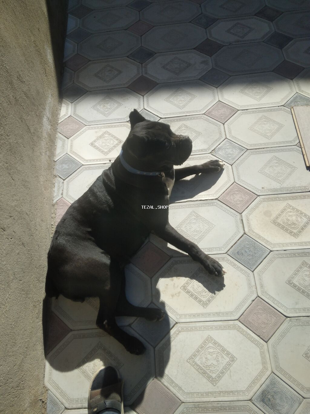 Kane-Korso, 1 il, Dişi, Ünvandan götürmə - şəkil 5