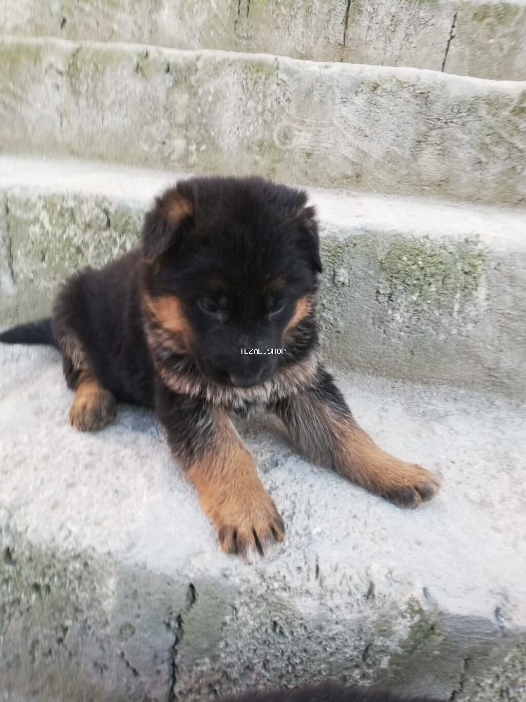 Alman çoban iti - şəkil 2