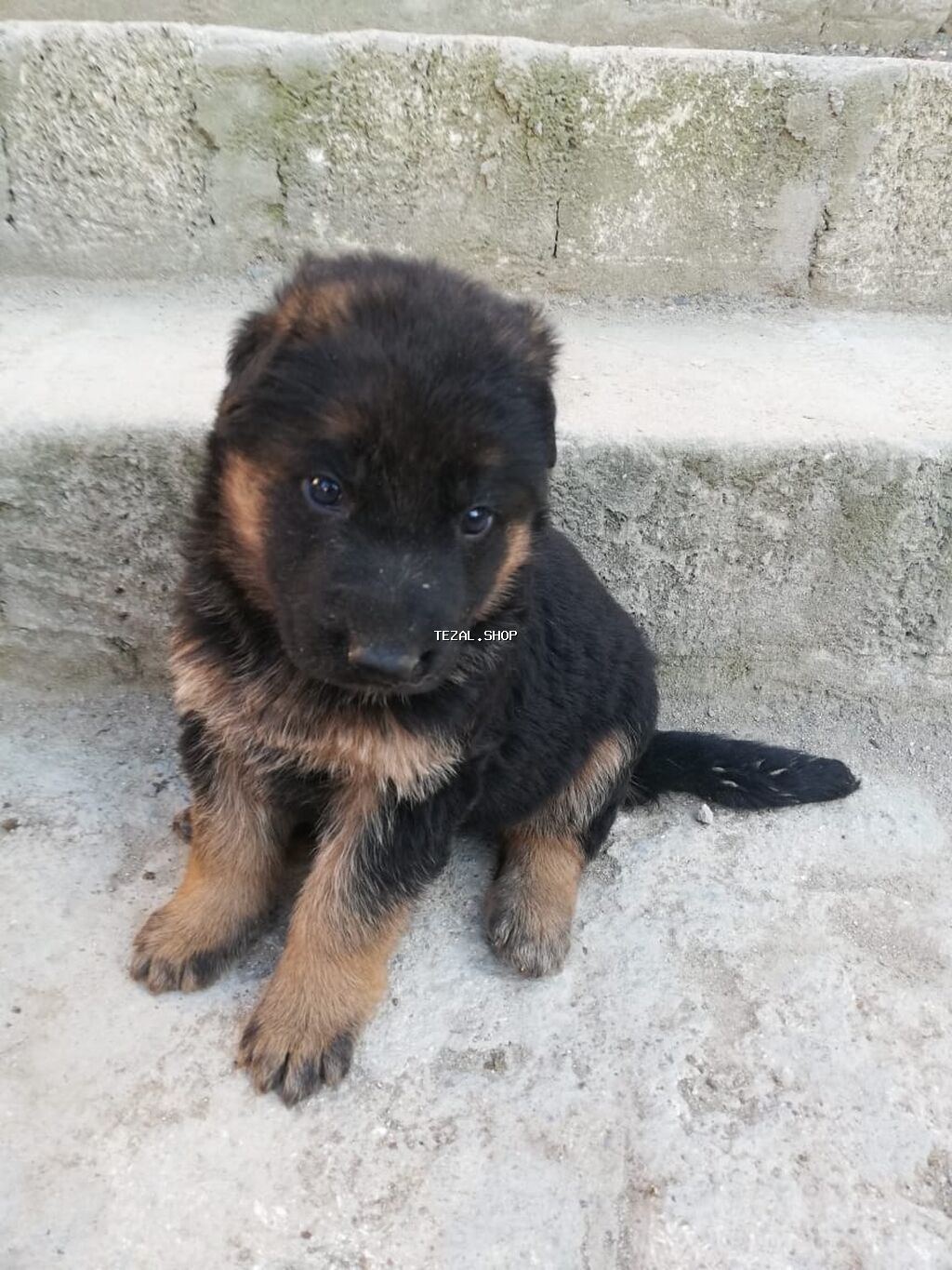 Alman çoban iti - şəkil 3