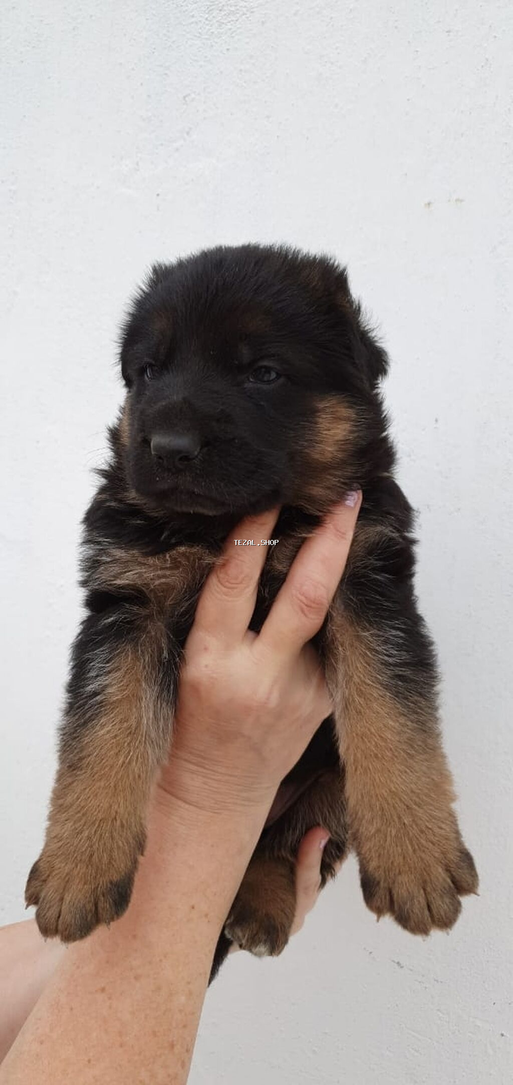 Alman çoban iti - şəkil 4