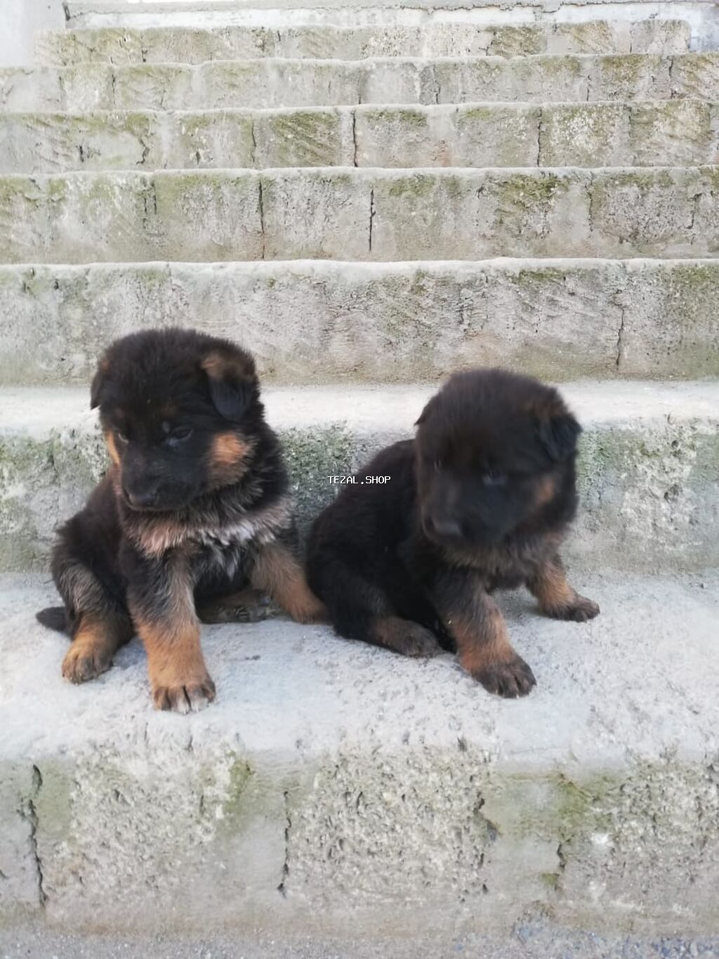 Alman çoban iti - şəkil 5