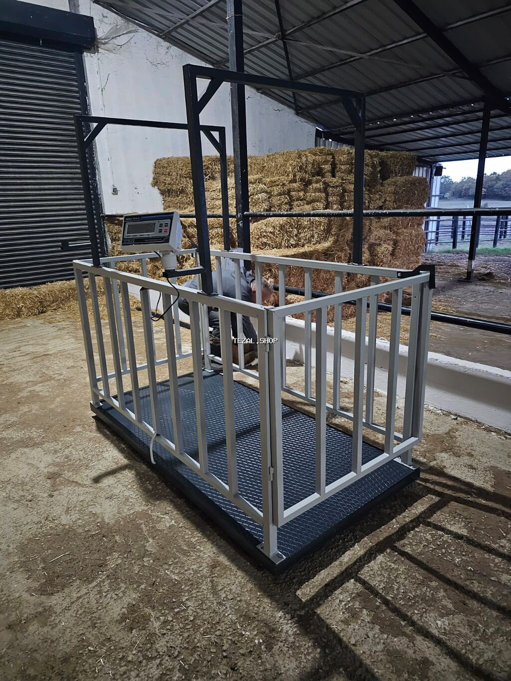 Inək tərəzsi 3 tonluq 1199 başlyır 1500 çin və Türkiyə istehsalı var - şəkil 2