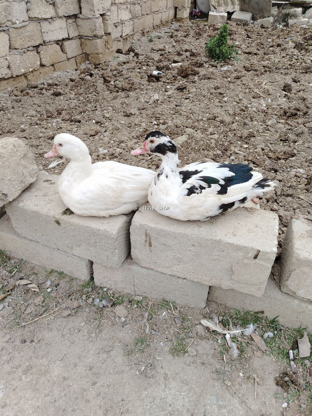 Lal ördək, 1i 20azn