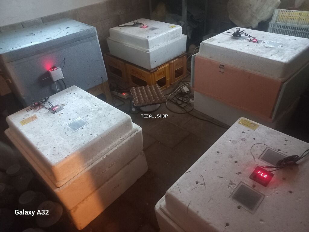 Bütün növ quşlaq üçün - şəkil 3