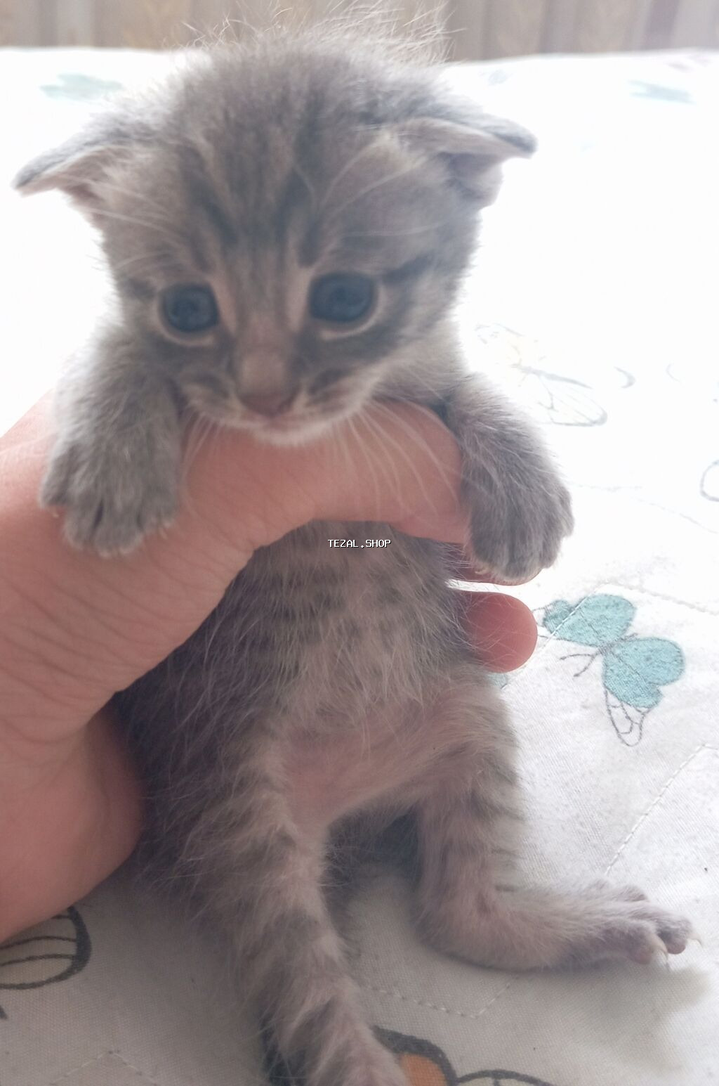 Britan yastı qulaq, Dişi, Yaxşı əllərə, Ünvandan götürmə