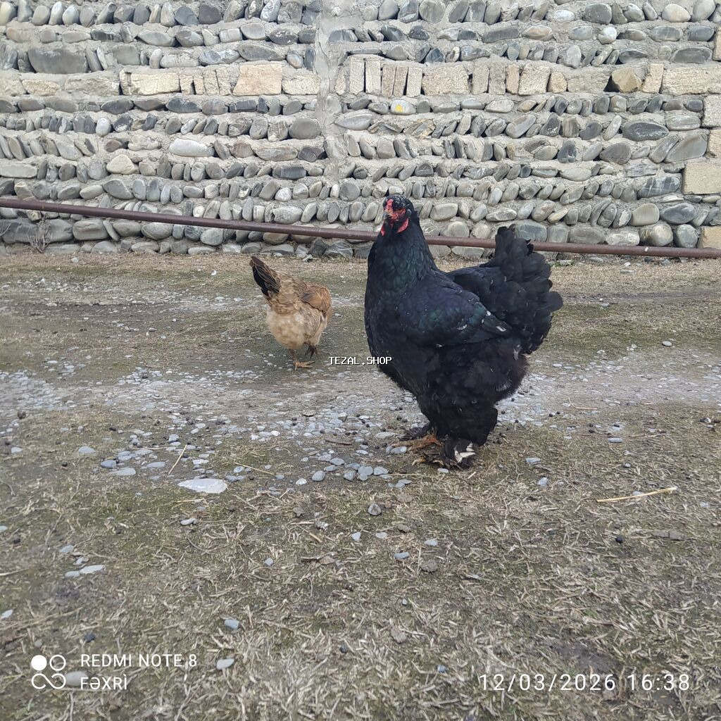 Cavan və sağlam avstrolop və Brama toyuqları satılır ağ və qara