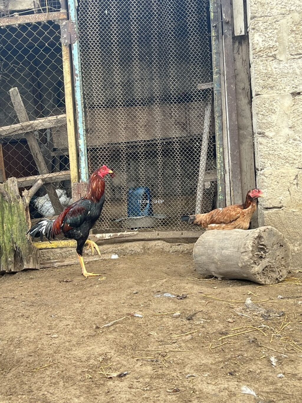 Toyuq, Damazlıq, Ödənişli çatdırılma