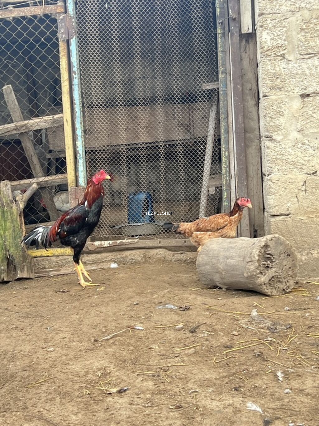 Toyuq, Damazlıq, Ödənişli çatdırılma - şəkil 2