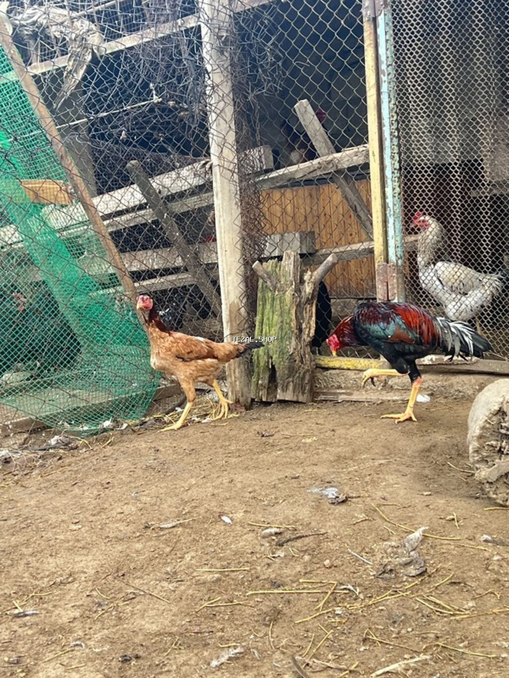 Toyuq, Damazlıq, Ödənişli çatdırılma - şəkil 3