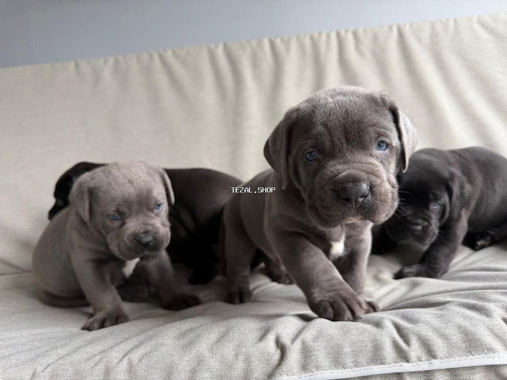 Kane-Korso, 1 ay, Erkek, Peyvəndli, Ünvandan götürmə