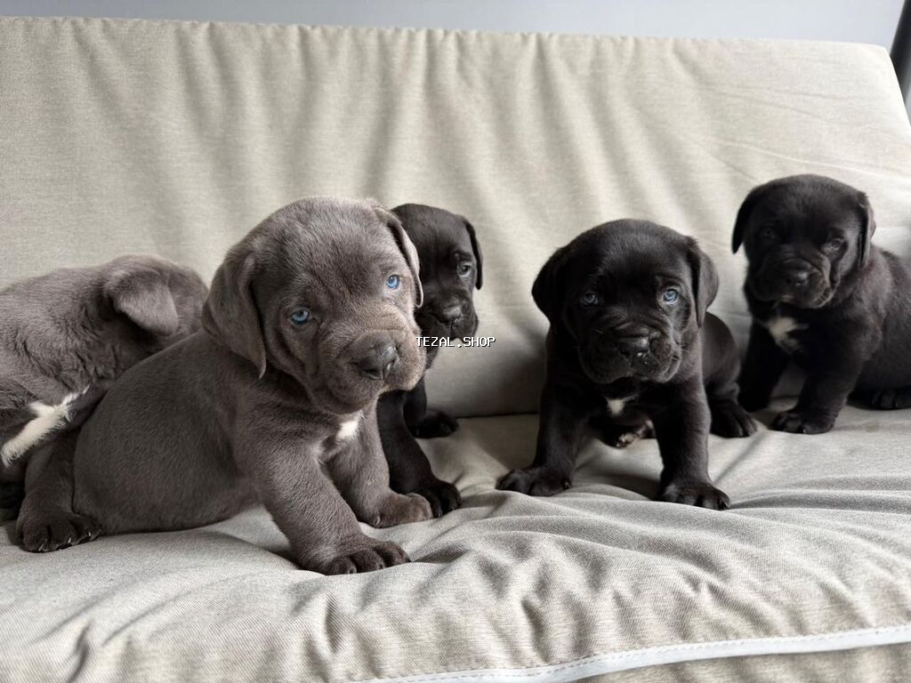 Kane-Korso, 1 ay, Erkek, Peyvəndli, Ünvandan götürmə - şəkil 2