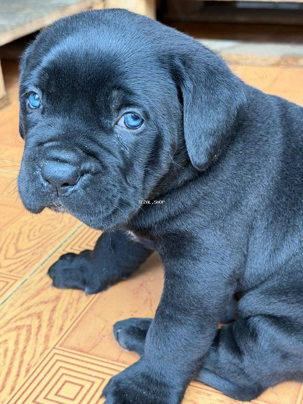 Kane-Korso, 1 ay, Erkek, Peyvəndli, Ünvandan götürmə - şəkil 3