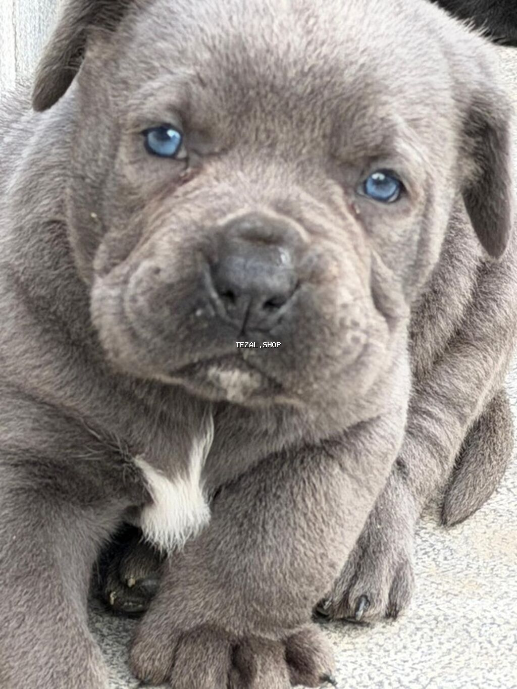 Kane-Korso, 1 ay, Erkek, Peyvəndli, Ünvandan götürmə - şəkil 4