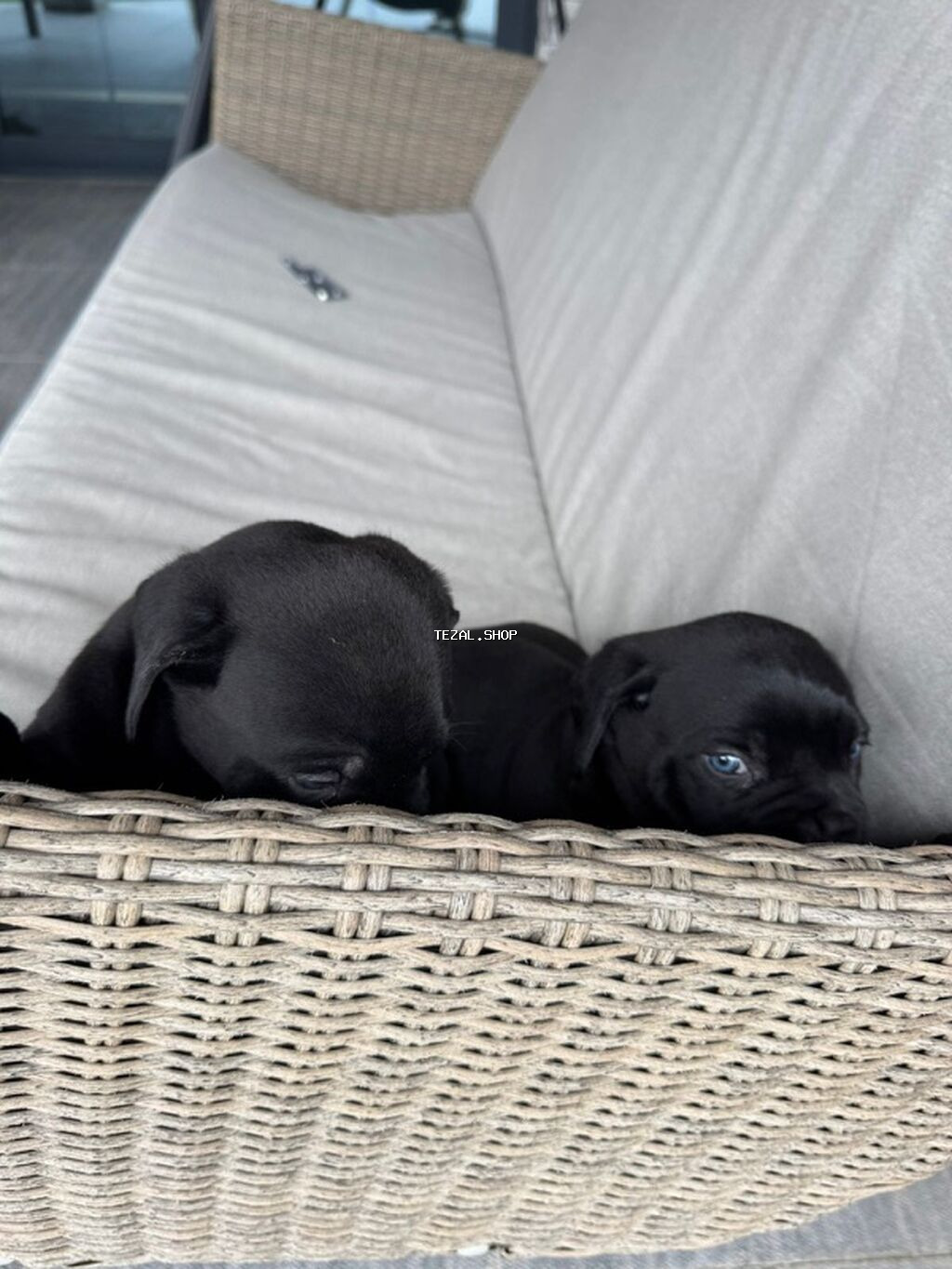 Kane-Korso, 1 ay, Erkek, Peyvəndli, Ünvandan götürmə - şəkil 5