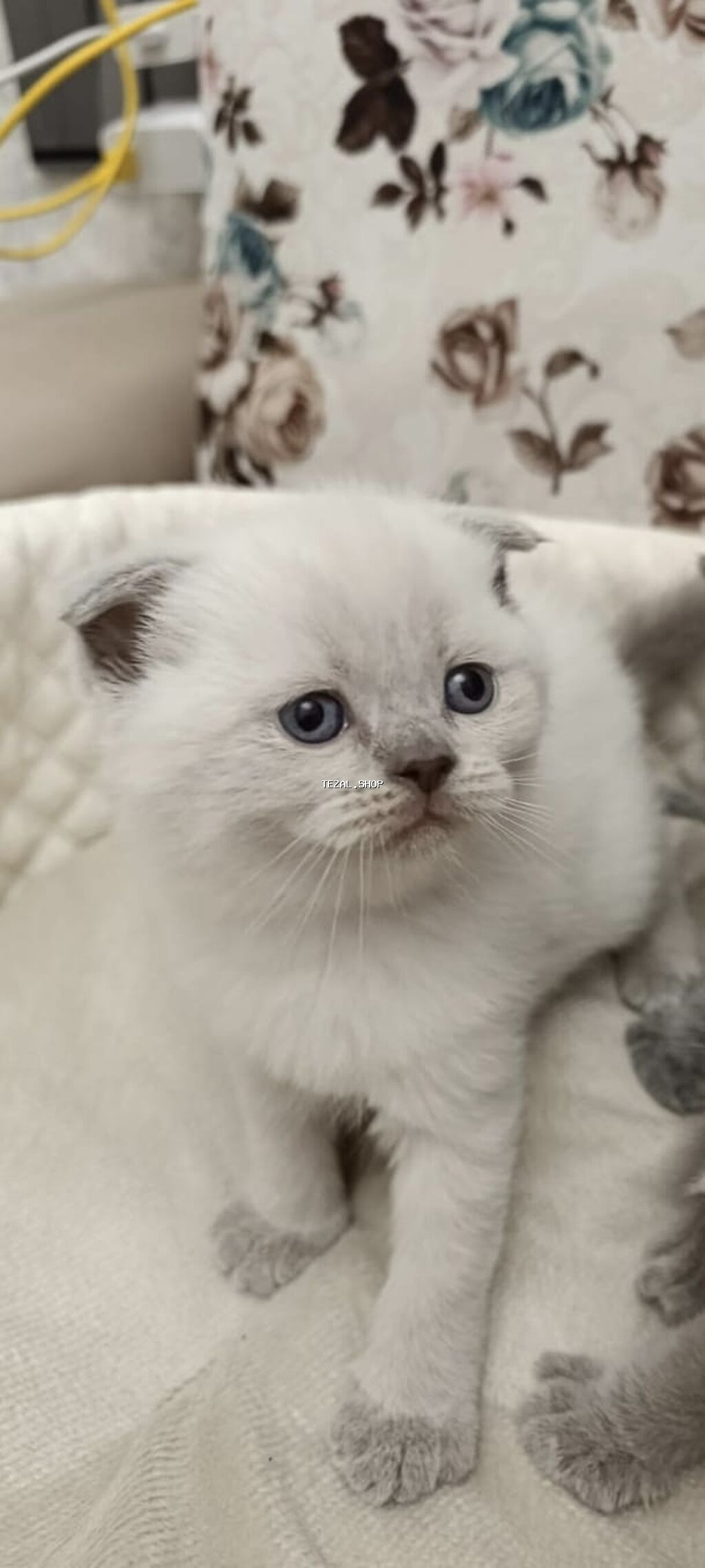 Şotland yastı qulaq