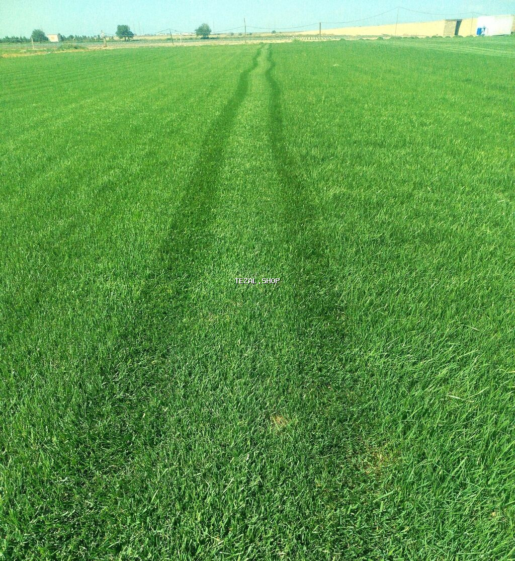 Qazon Sifarişi eni yarpaq danimarka sortu