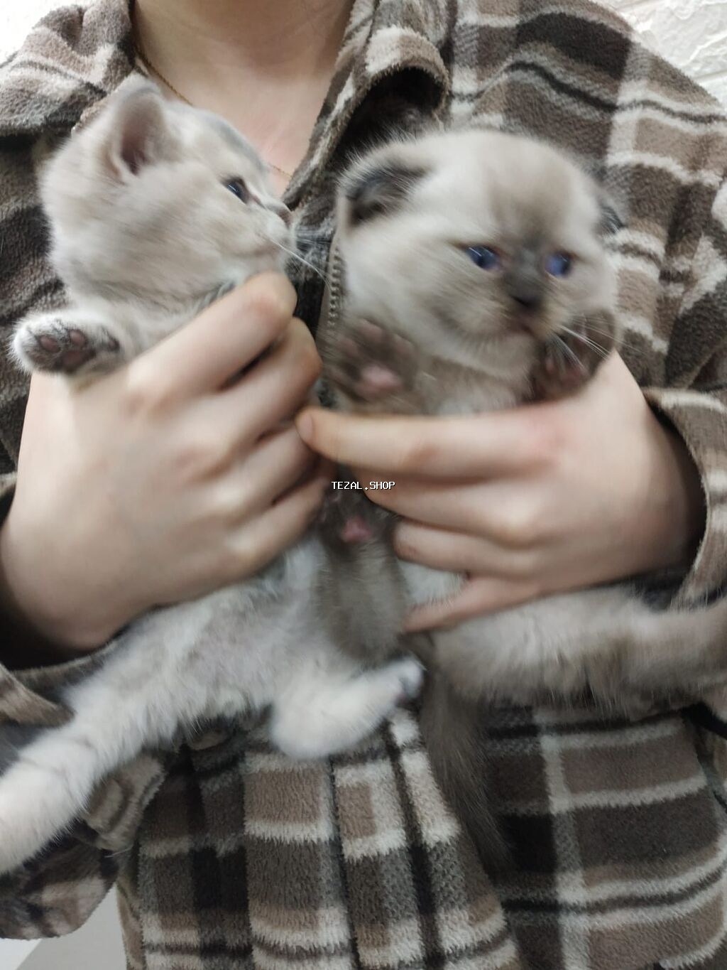 Satilir temiz blu gold winwilla ve kolor poynt,mavi goz erkekdiler