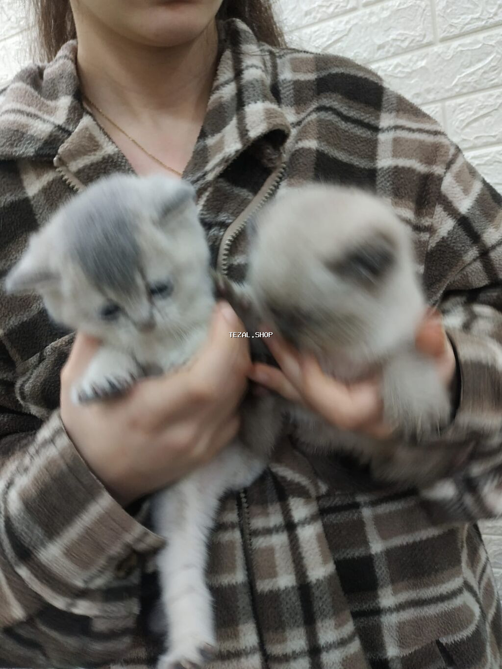 Satilir temiz blu gold winwilla ve kolor poynt,mavi goz erkekdiler - şəkil 2