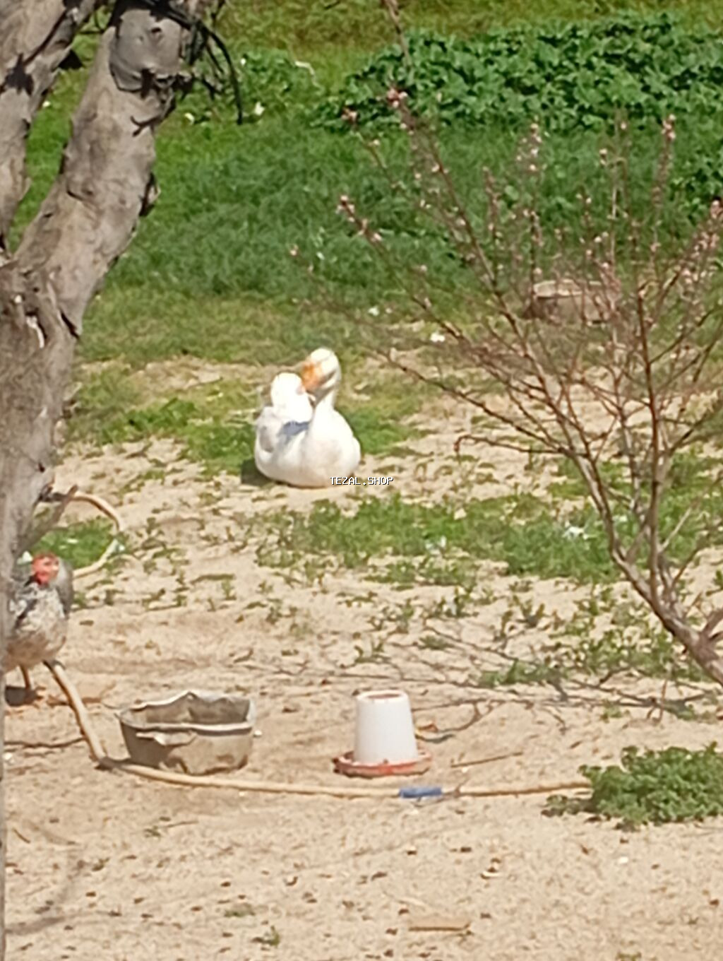 Ağ qaz satılır. 50 - Yerli təsərrüfat quşu, açıq həyətdə saxlanılıb