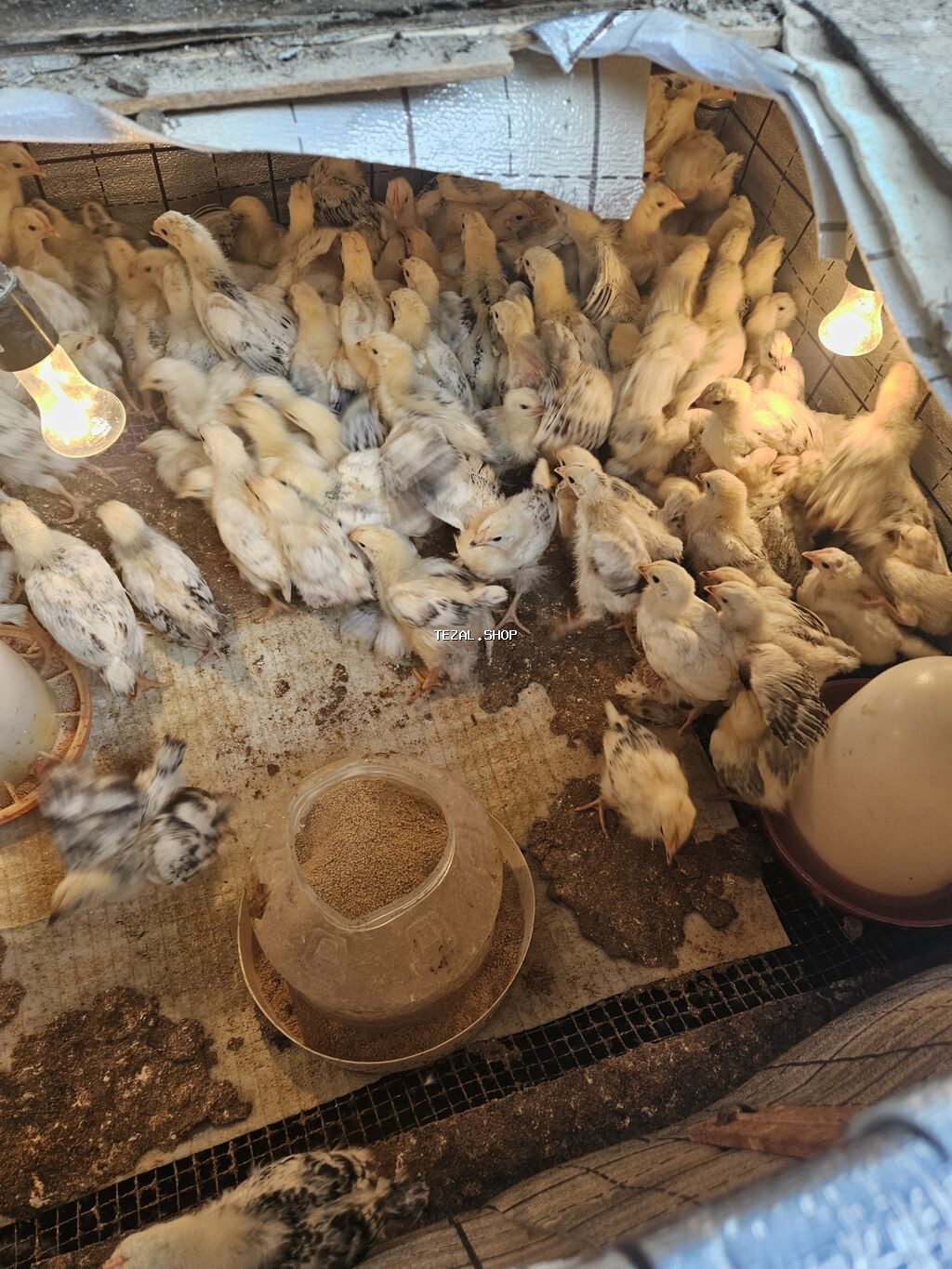 Salam temiz qan 20 günluk sereblis F6 tam saglam sereblisin en