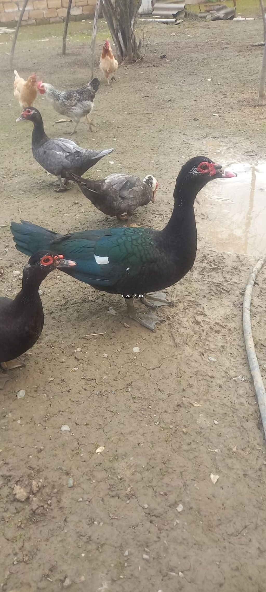 Zümrüdü Xoruz,Fərə 60m Aktivdi