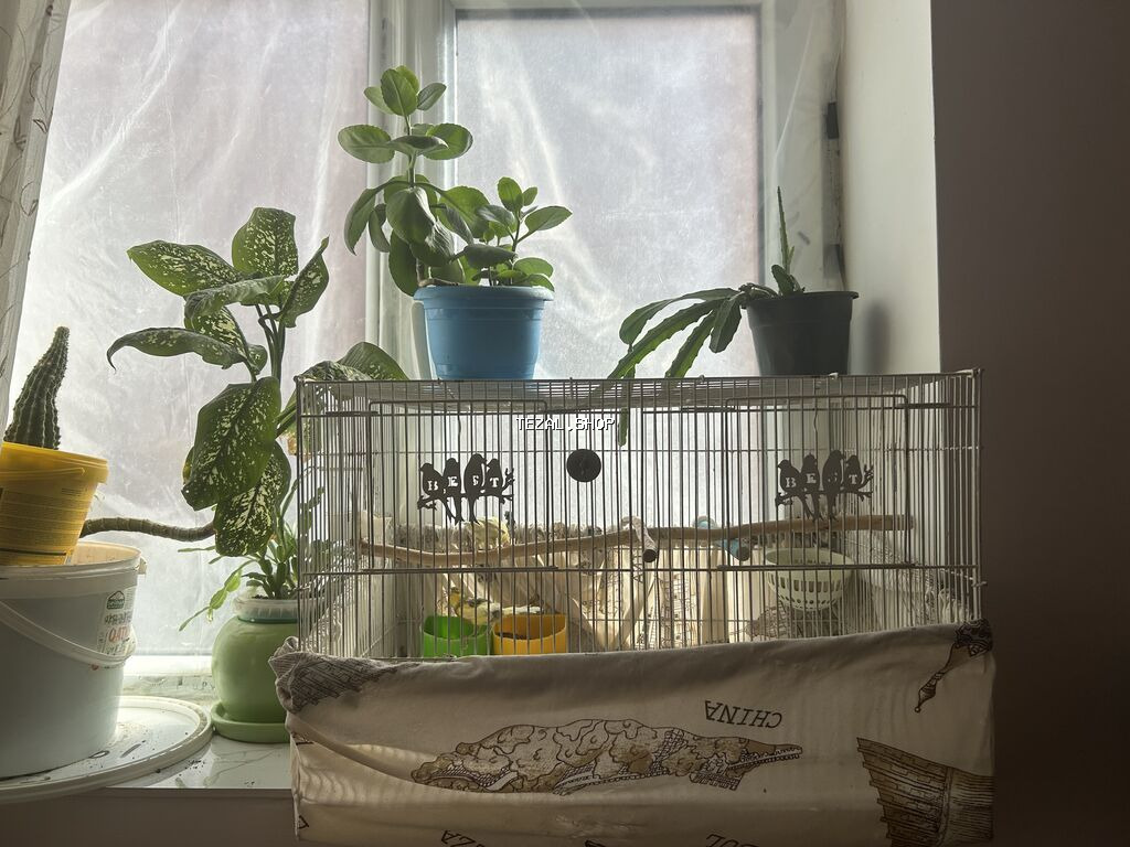 Bülbül(kanarya)Mayadı tam sağlam qızğındır barter edirəm erkəylə