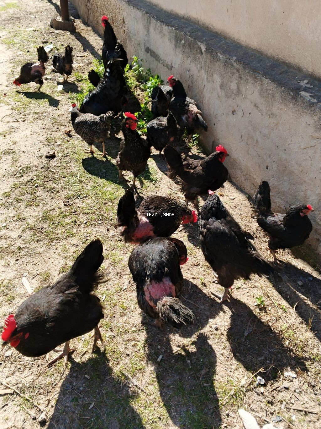 Sumqayit şeheri H Z Tagiyev qesebesinde koçle bagli toyuq ve xoruzlar