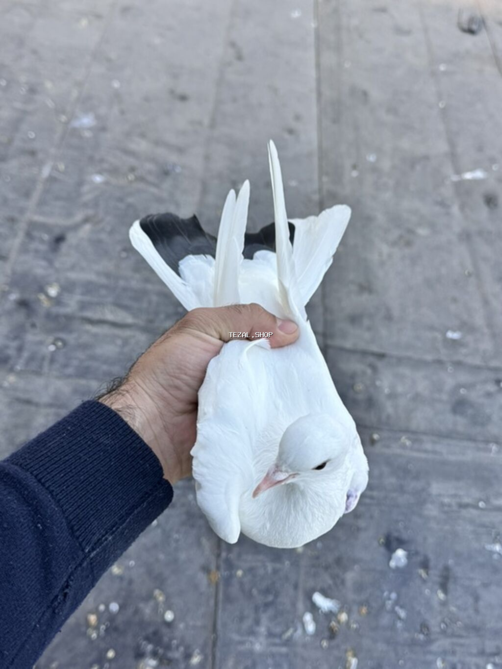 Qara quyruğ maya Gecəyə qalmış quşdu tutmuşam Vhatsapda aktivdi