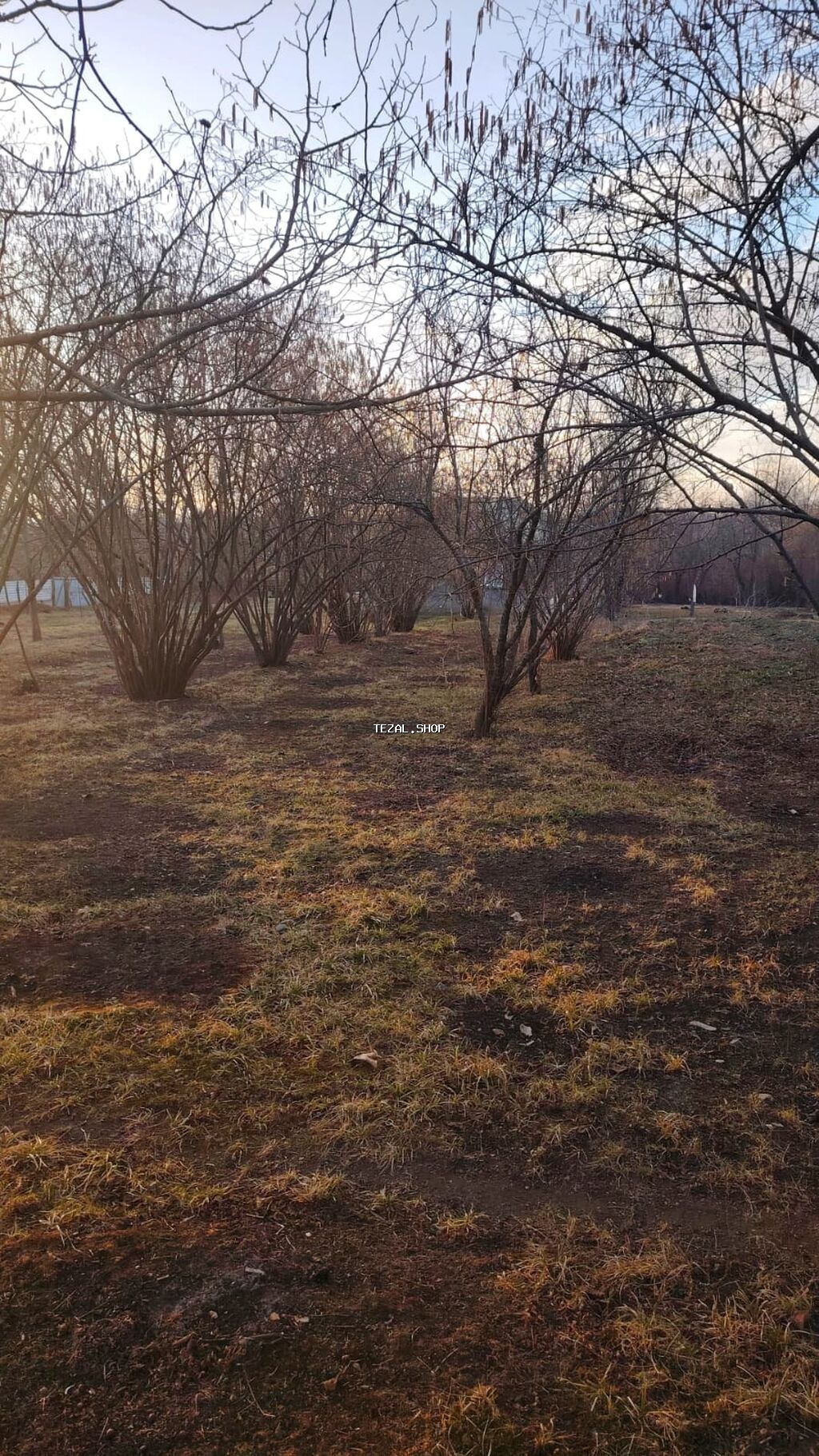 16 sot, Tikinti, Barter mümkündür, Kupça (Çıxarış)