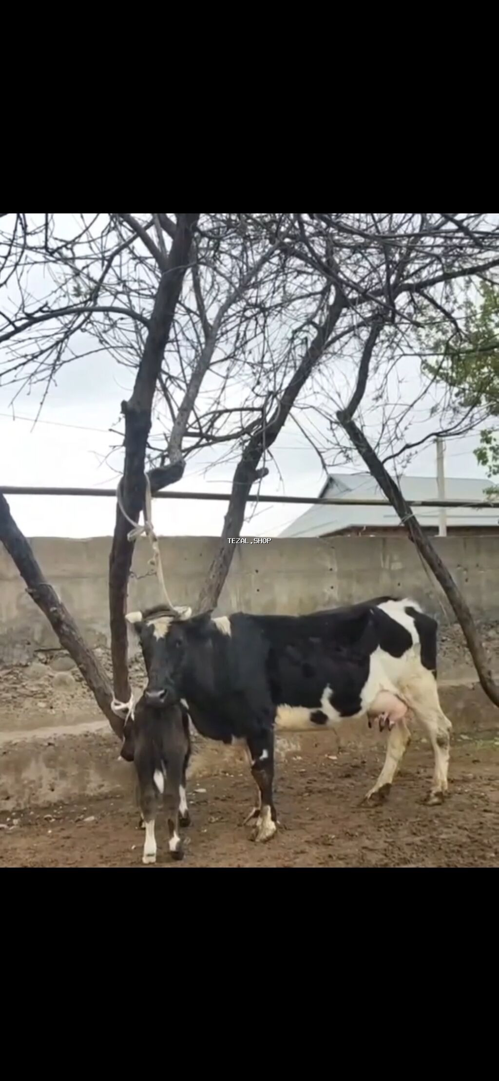 Simental tipli qara-ağ rəngli inək bala ilə birlikdə. - İri bədən