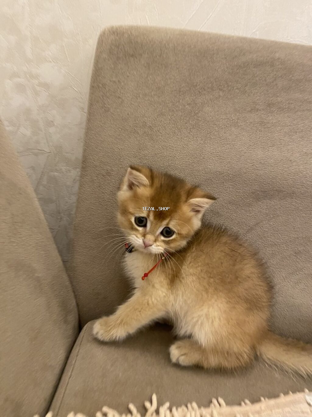 Şinşilla, Erkək - şəkil 2