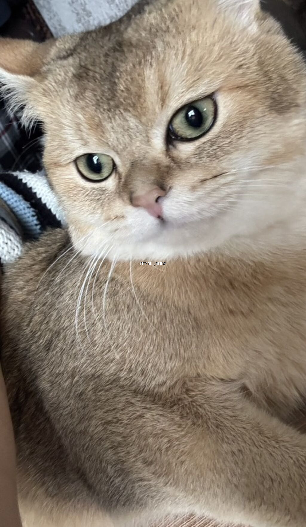 Britan, Ödənişli çatdırılma