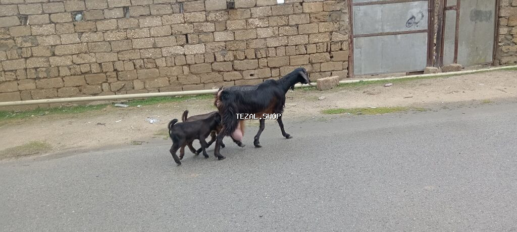 Satılır – Qoyun-keçi sürüsü - Növ: Qarışıqlıq (qoyun və keçilər) - şəkil 4