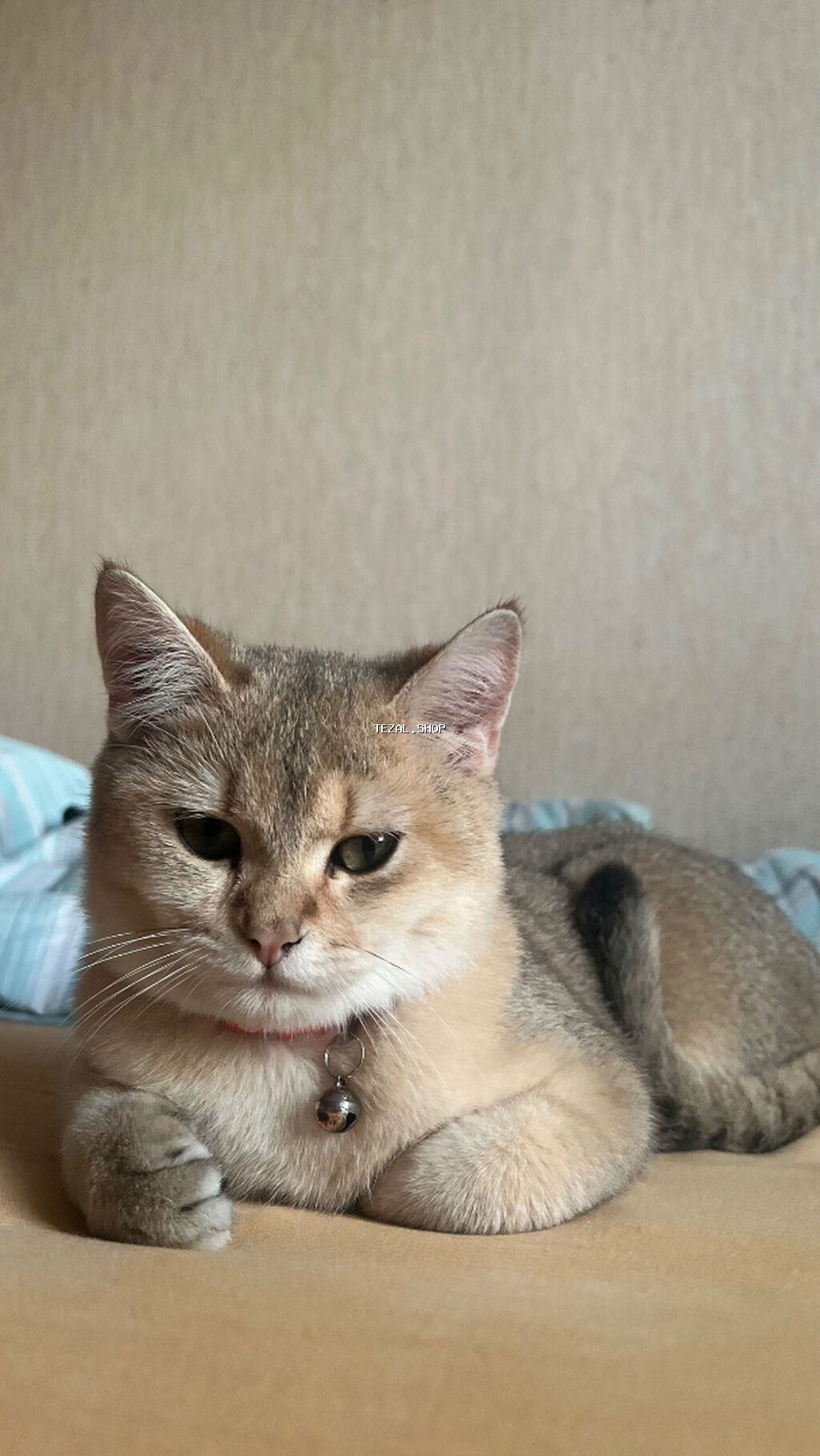 Qızıl şinşilla, Erkək, Cütləşmə üçün