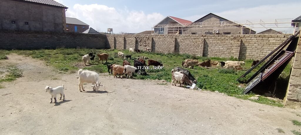 Sürü – keçi qarışıq 15 baş Ana keçi qarışıqdı hem Sani hem Heleb