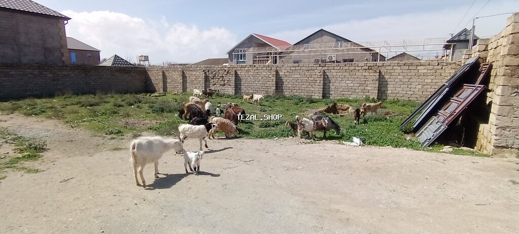 Sürü – keçi qarışıq 15 baş Ana keçi qarışıqdı hem Sani hem Heleb - şəkil 2