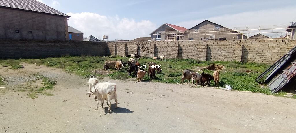 Sürü – keçi qarışıq 15 baş Ana keçi qarışıqdı hem Sani hem Heleb - şəkil 3