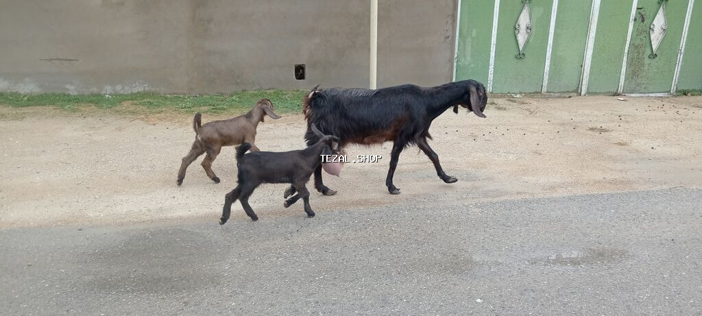 Sürü – keçi qarışıq 15 baş Ana keçi qarışıqdı hem Sani hem Heleb - şəkil 5