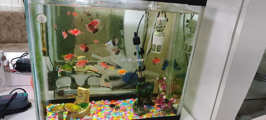 Dördbucaq akvarium, Balıqlarla birlikdə, 60 l, Ödənişli çatdırılma - şəkil 3